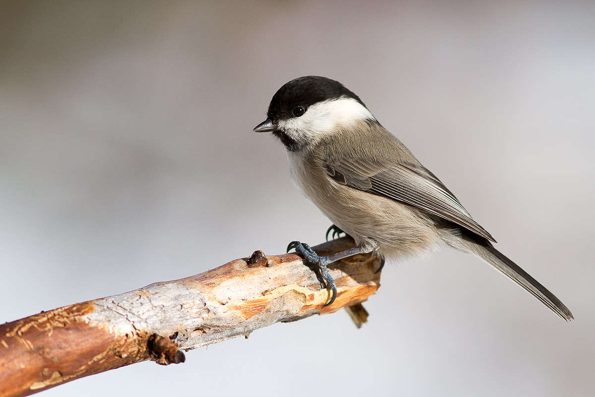 Cincia Bigia Alpestre