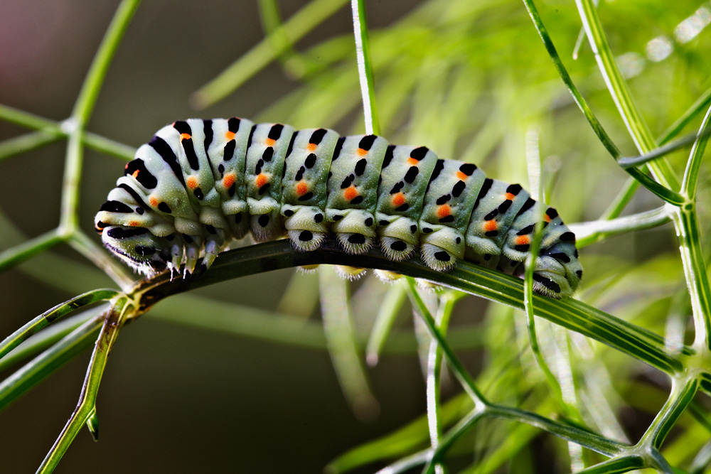 Papilio Macaone