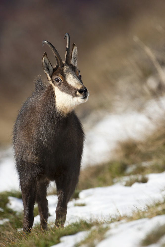 Chamois