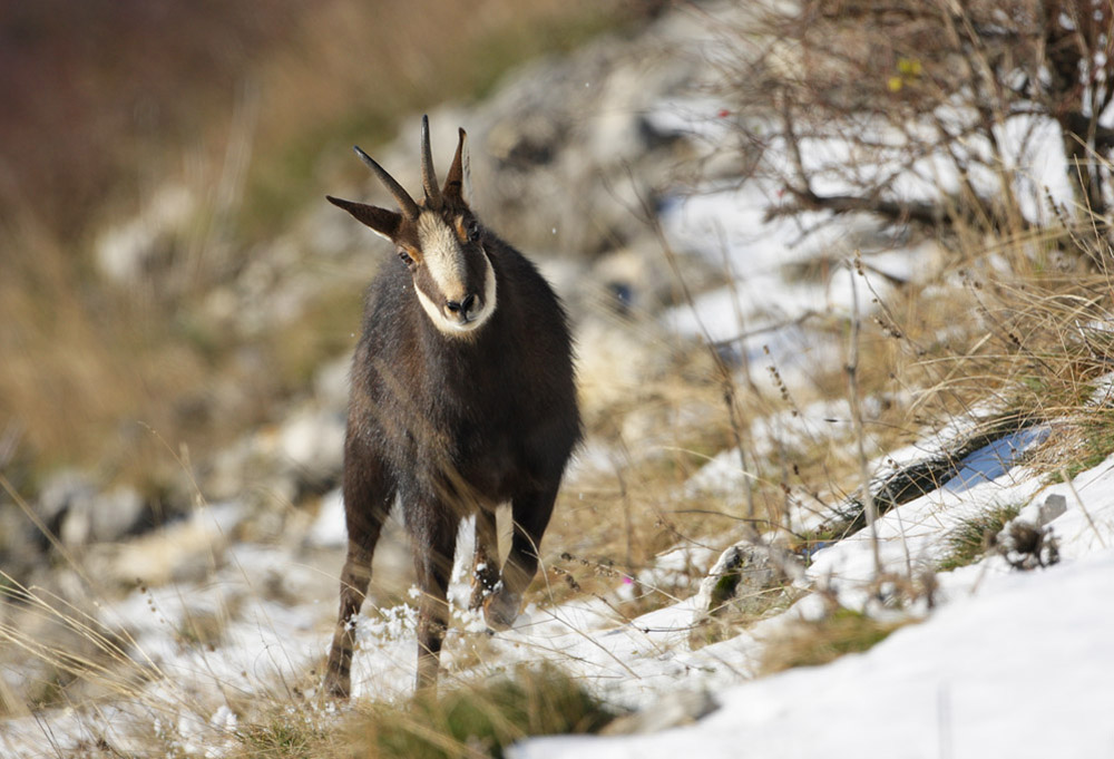 Chamois