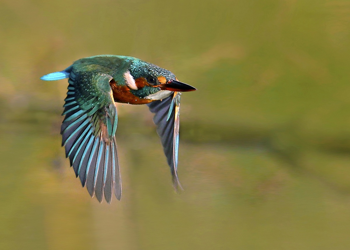 the flight of martino