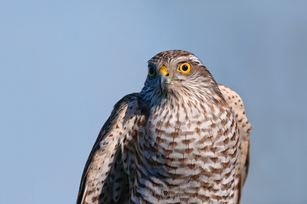 Sparviere riestyling