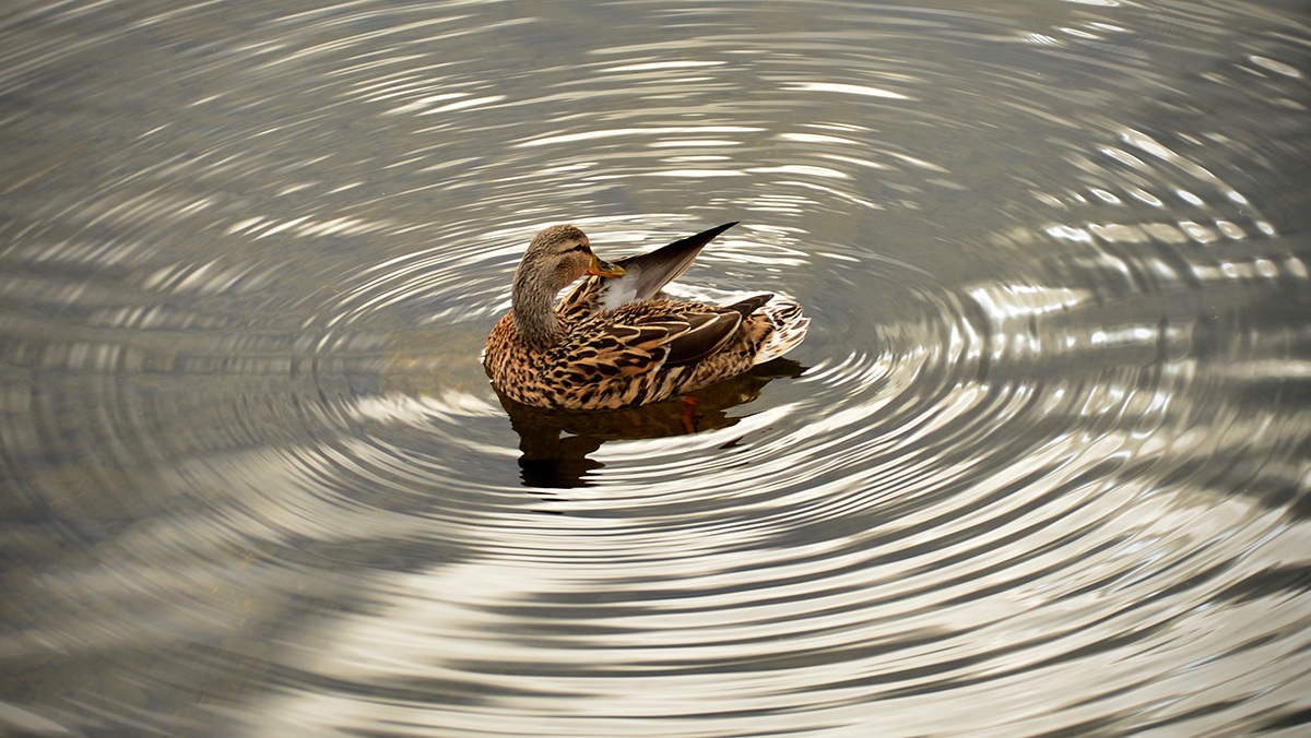 Ghè mia piasè pùsè fort...