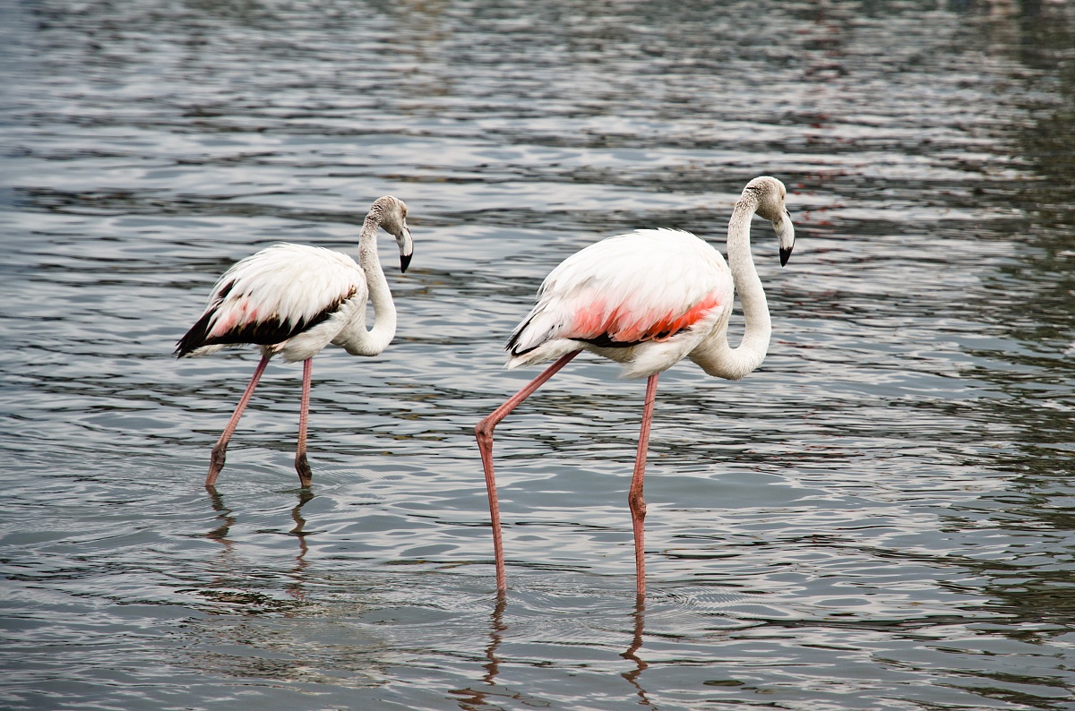 greater flamingo