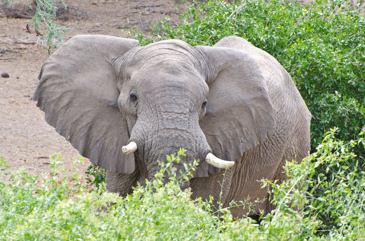 Elefante del deserto