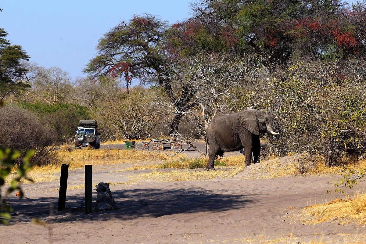 Greetings: Elephant visiting
