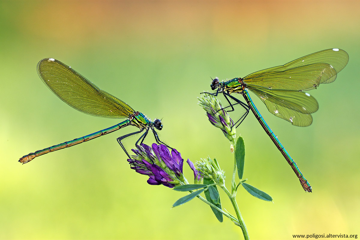 Calopteryx splendens