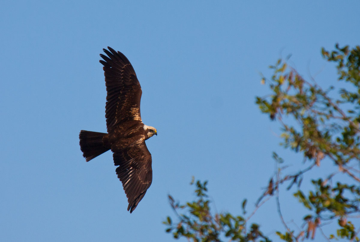 Marsh Harrier