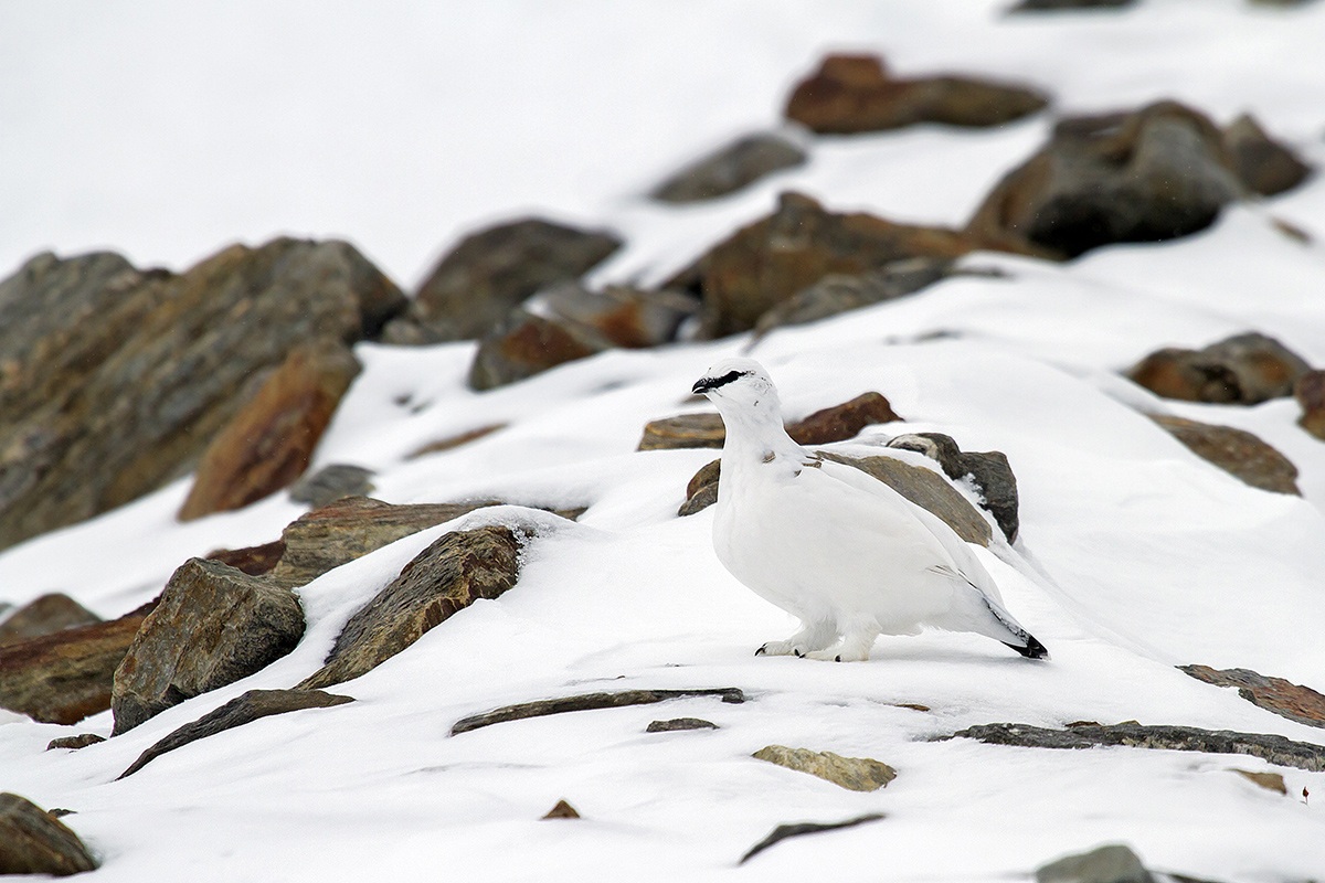 ptarmigan
