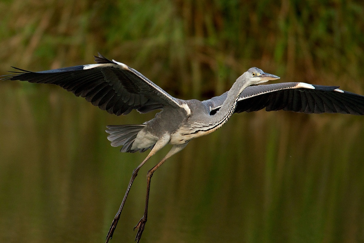 so gruoss!! nun c'è sto