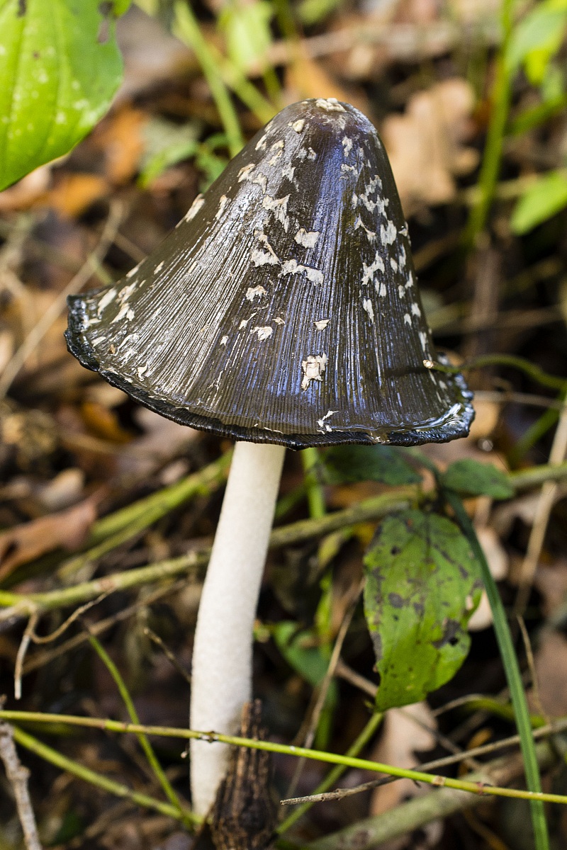 Mushroom 2