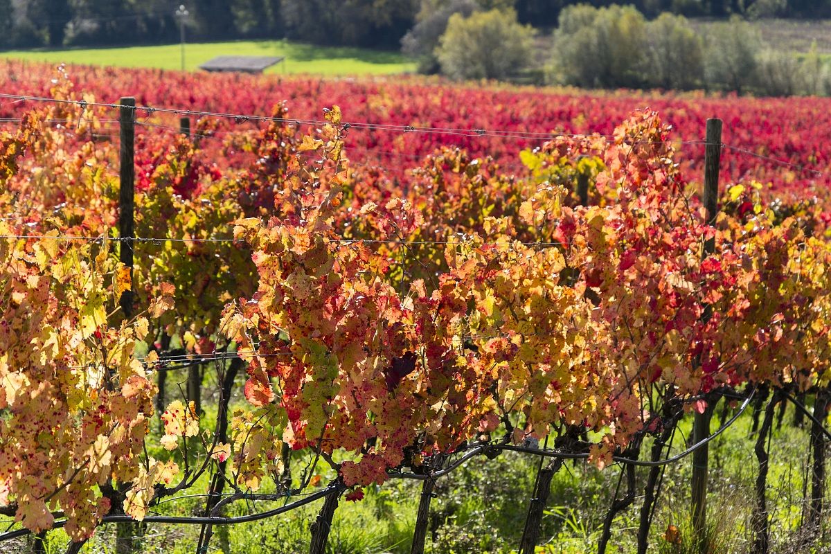 Vineyards in Umbria