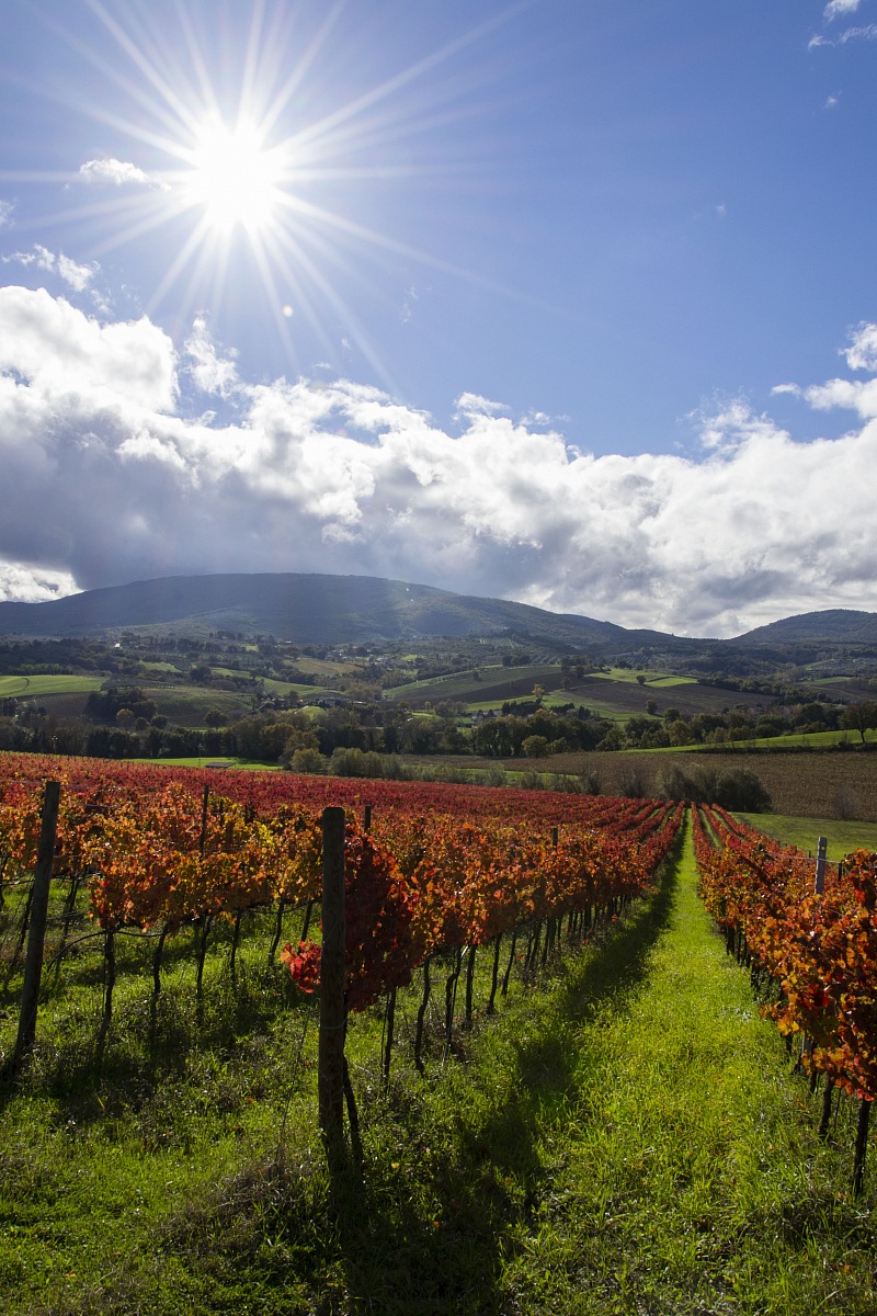 Vineyards in Umbria 2