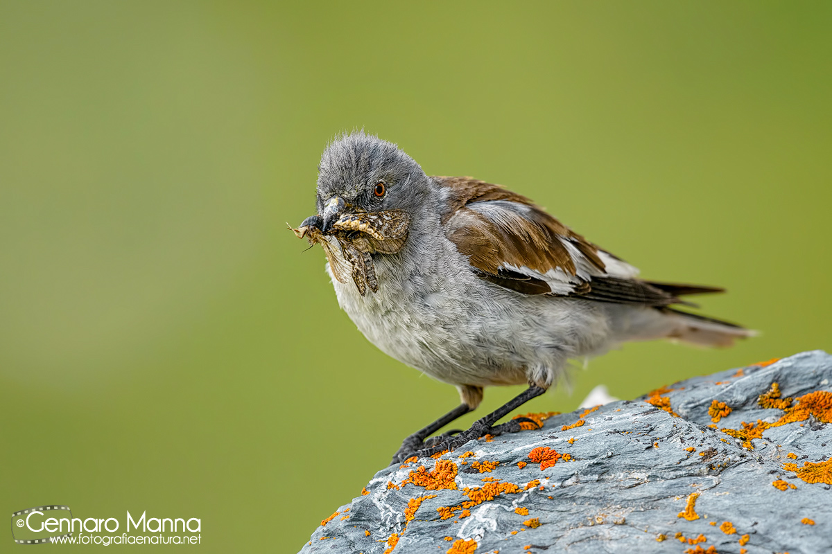 Fringuello alpino (Montifringilla nivalis)