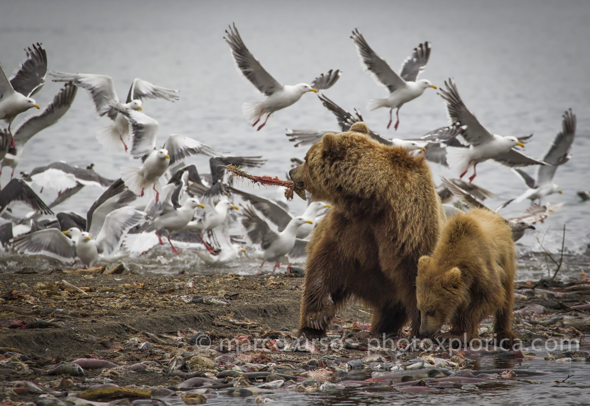 Kamchatka 2013 - lago Kuril