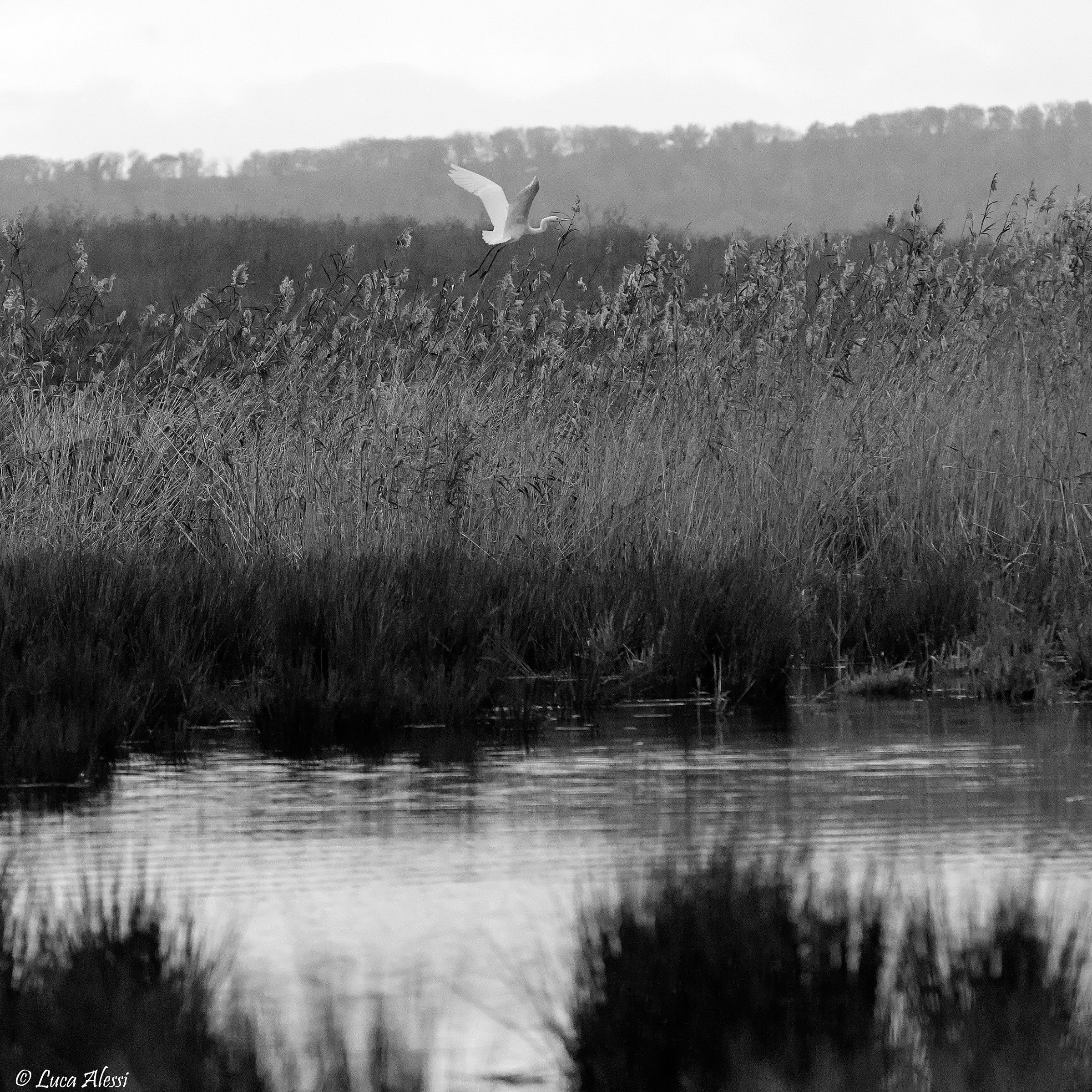 Natural Reserve of Lake Vico