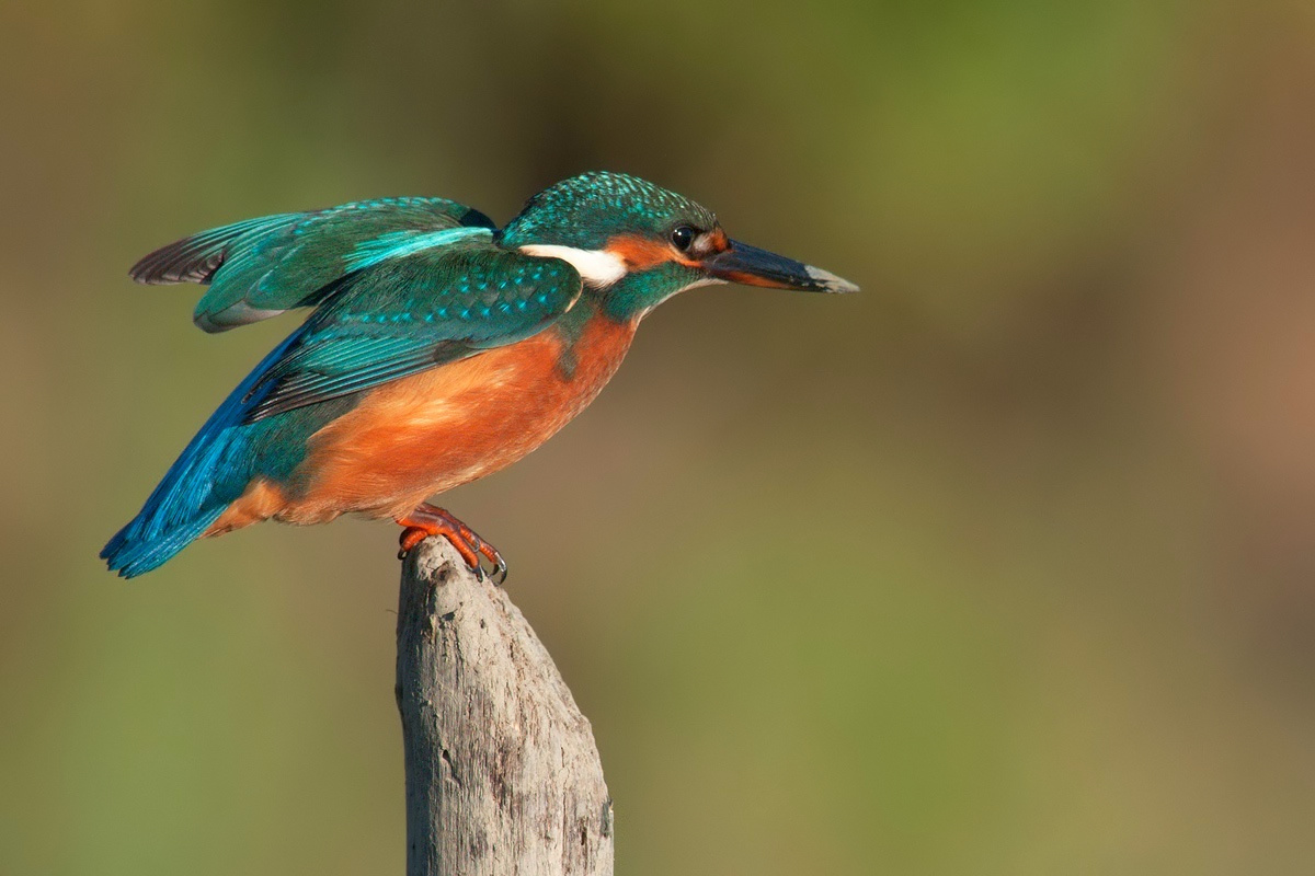 Martin pescatore (Alcedo atthis).