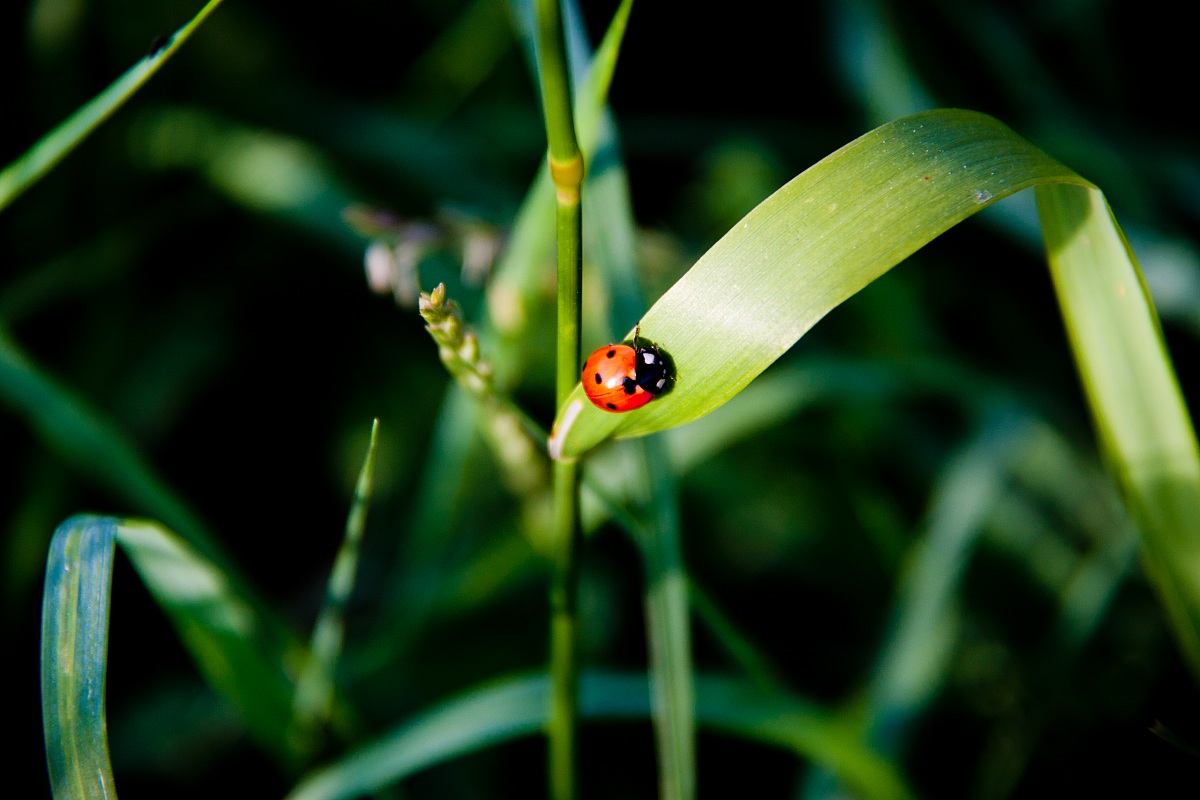 Ladybird
