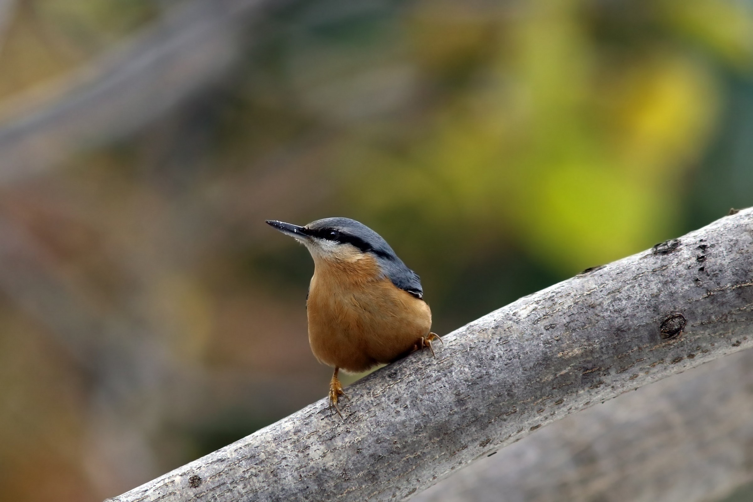 Nuthatch.