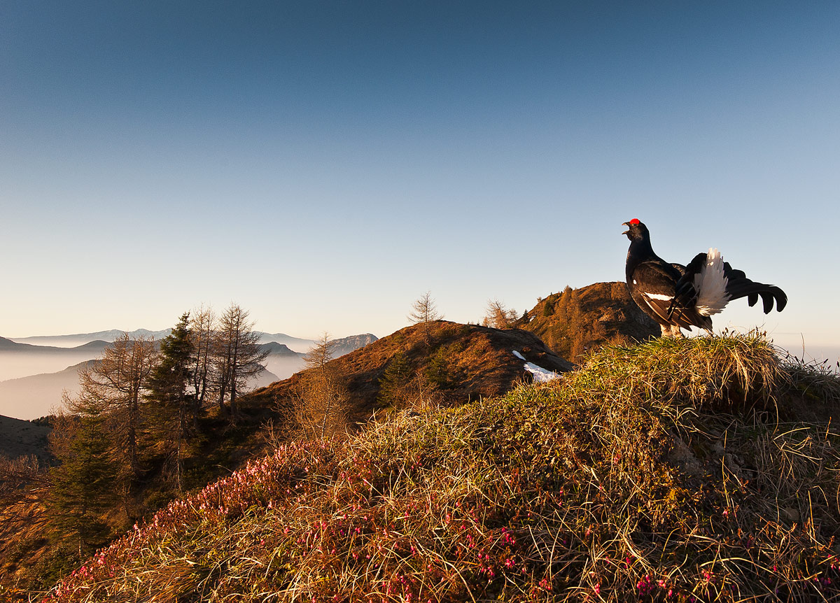 Fagiano di Monte al canto...