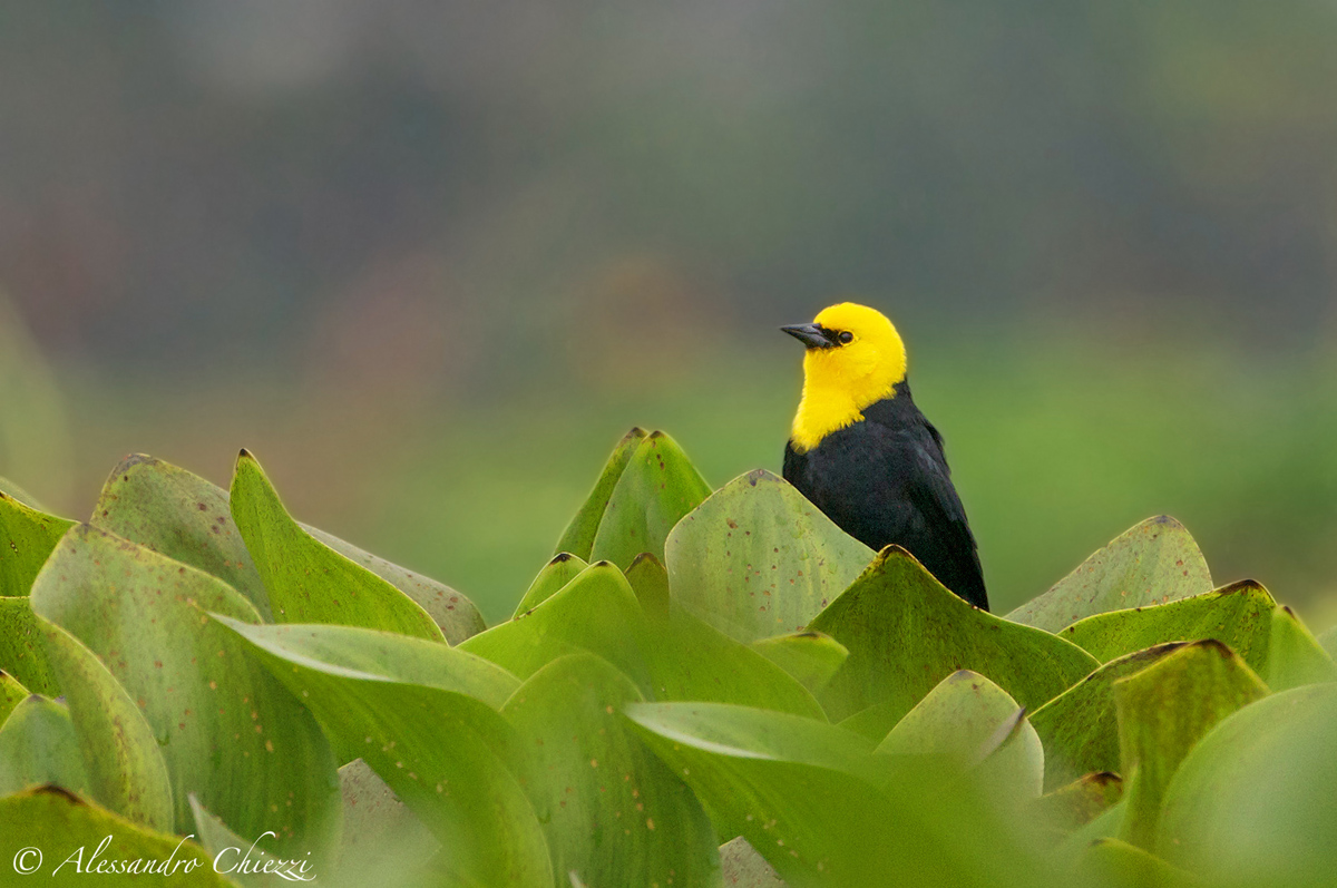 Ittero cappuccio giallo