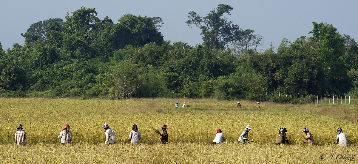 Paddy in Laos