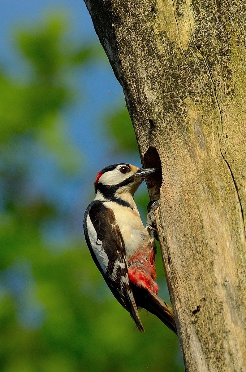 Woodpecker