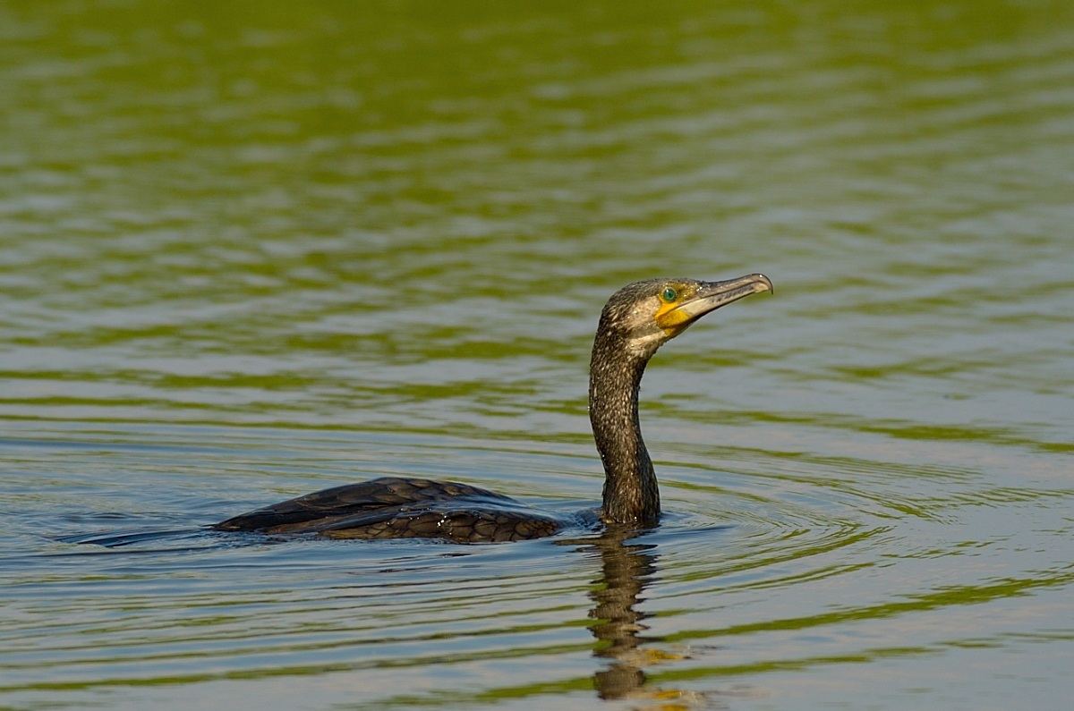 Cormorano