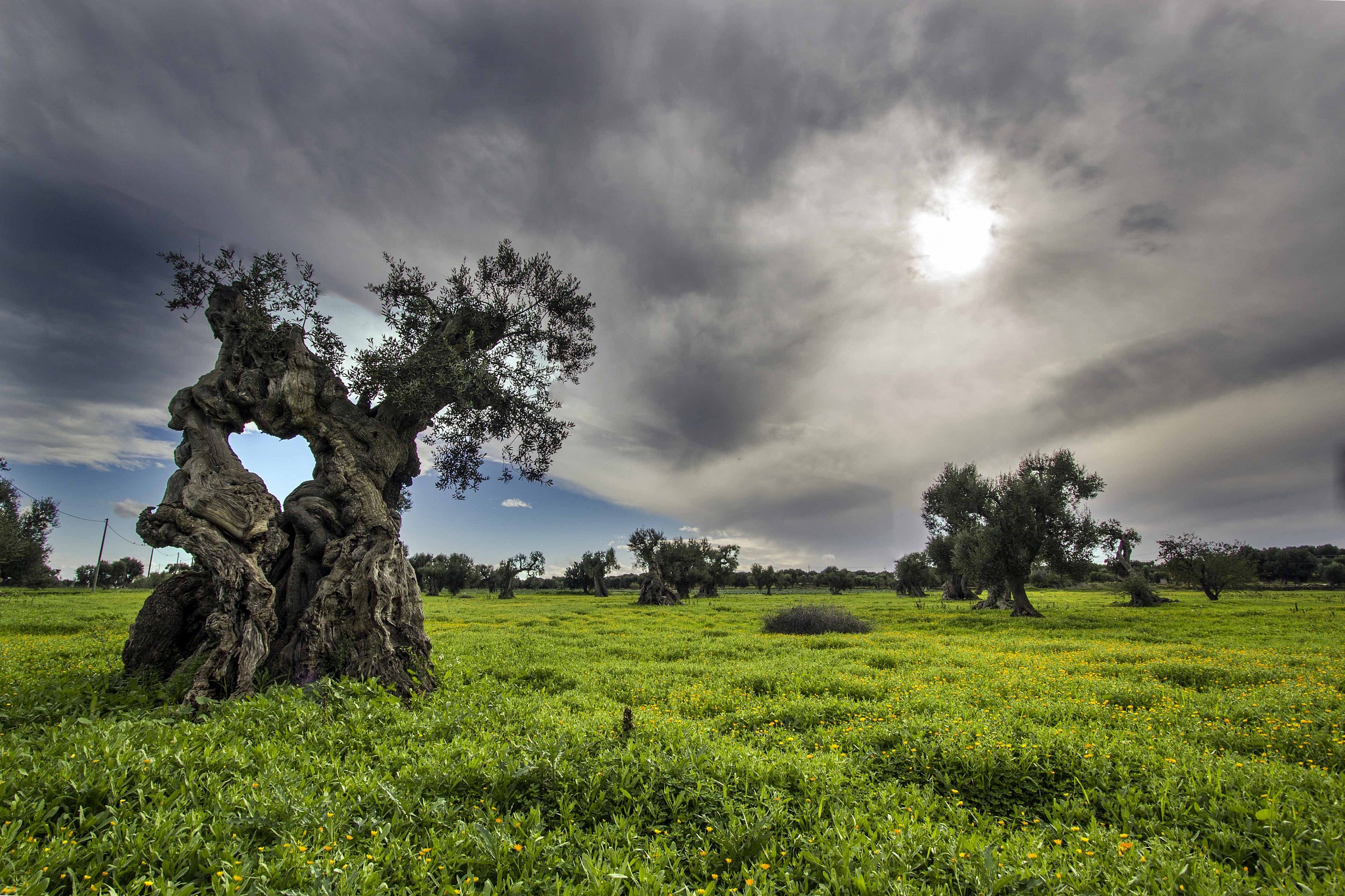 In the heart of the olive