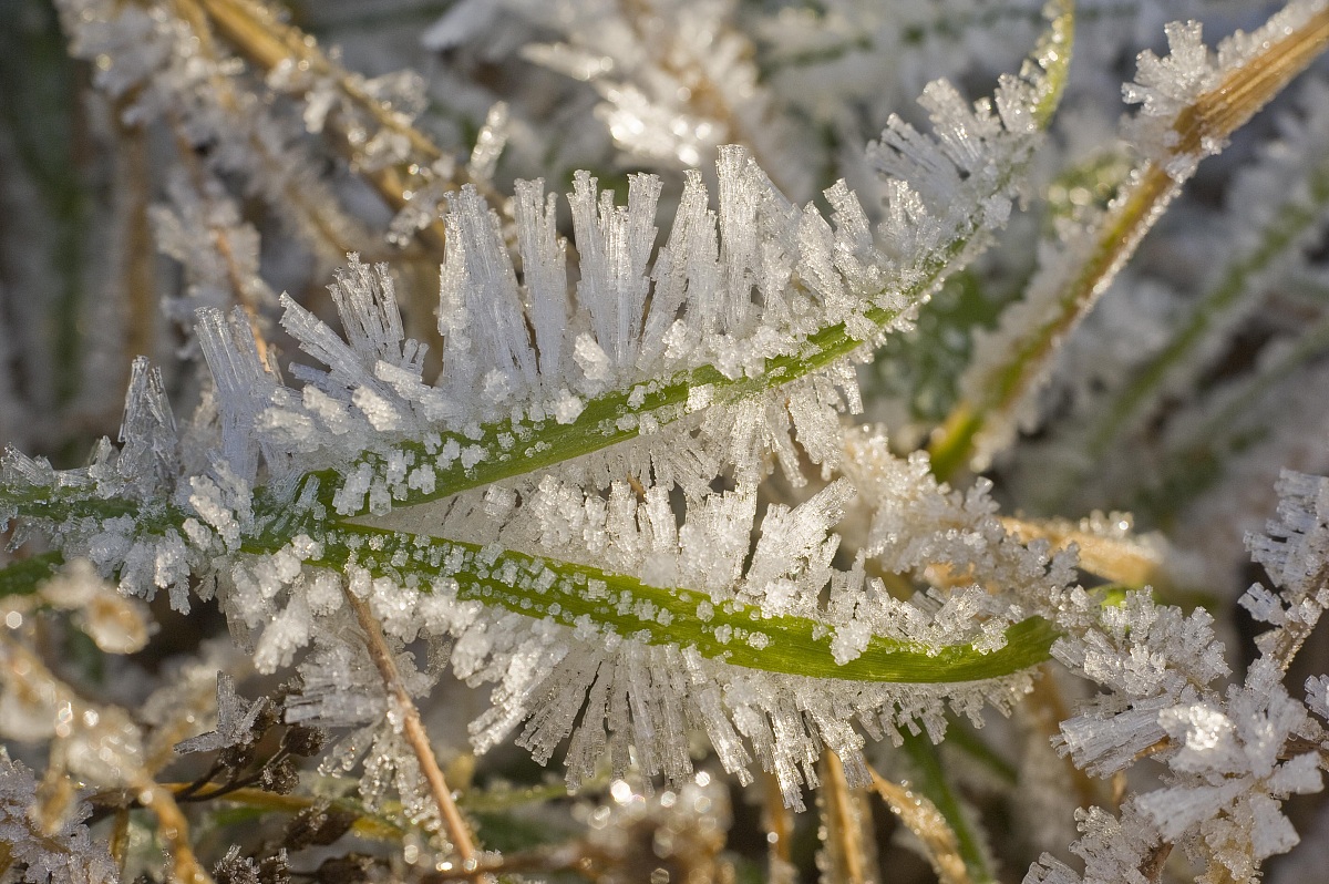 Frost