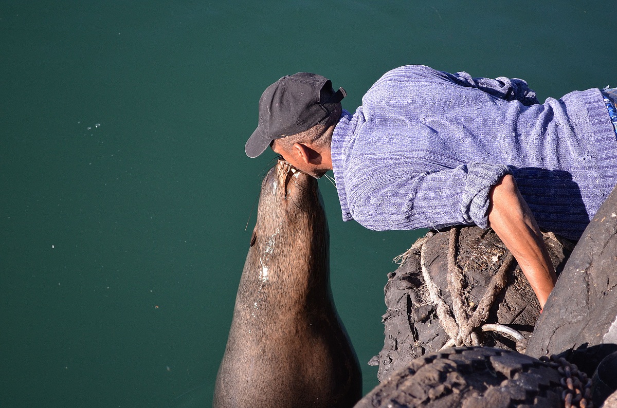 The lunch of seal ...