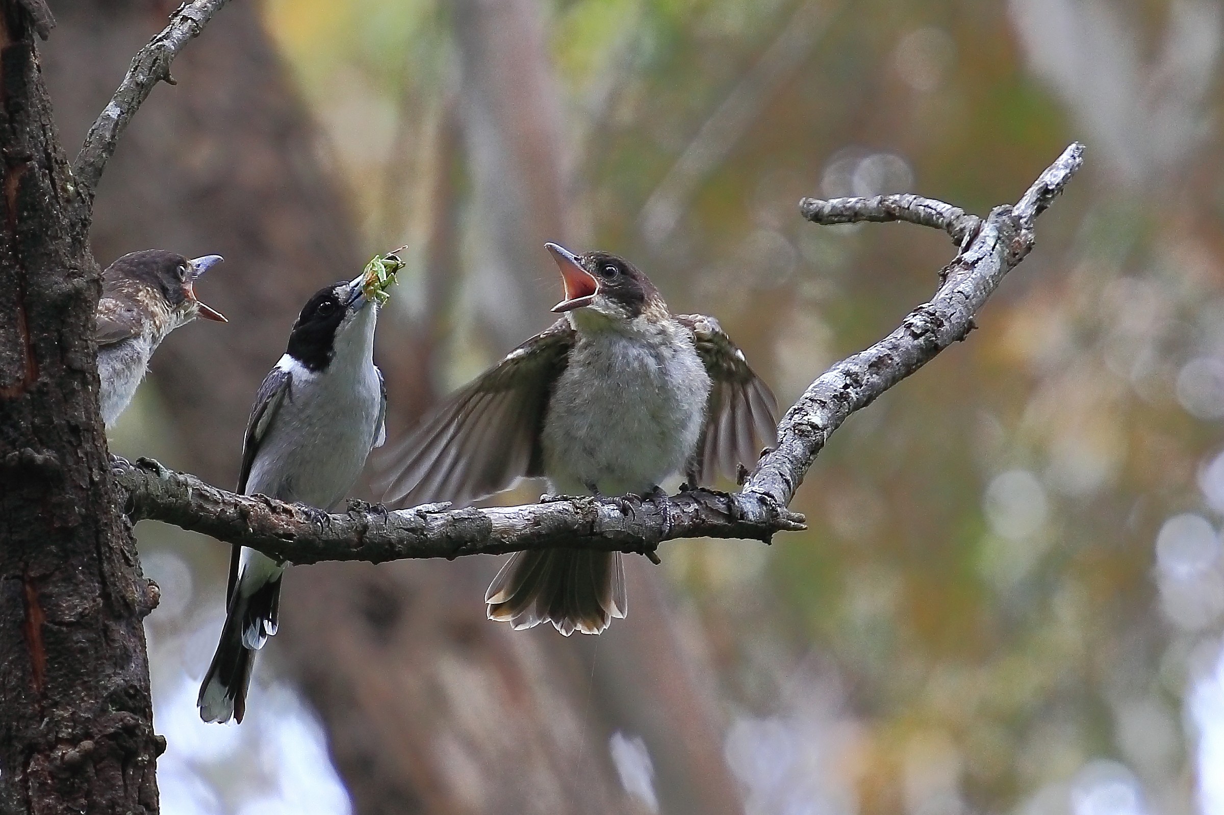 Hungry Mouths - Butcher birds.