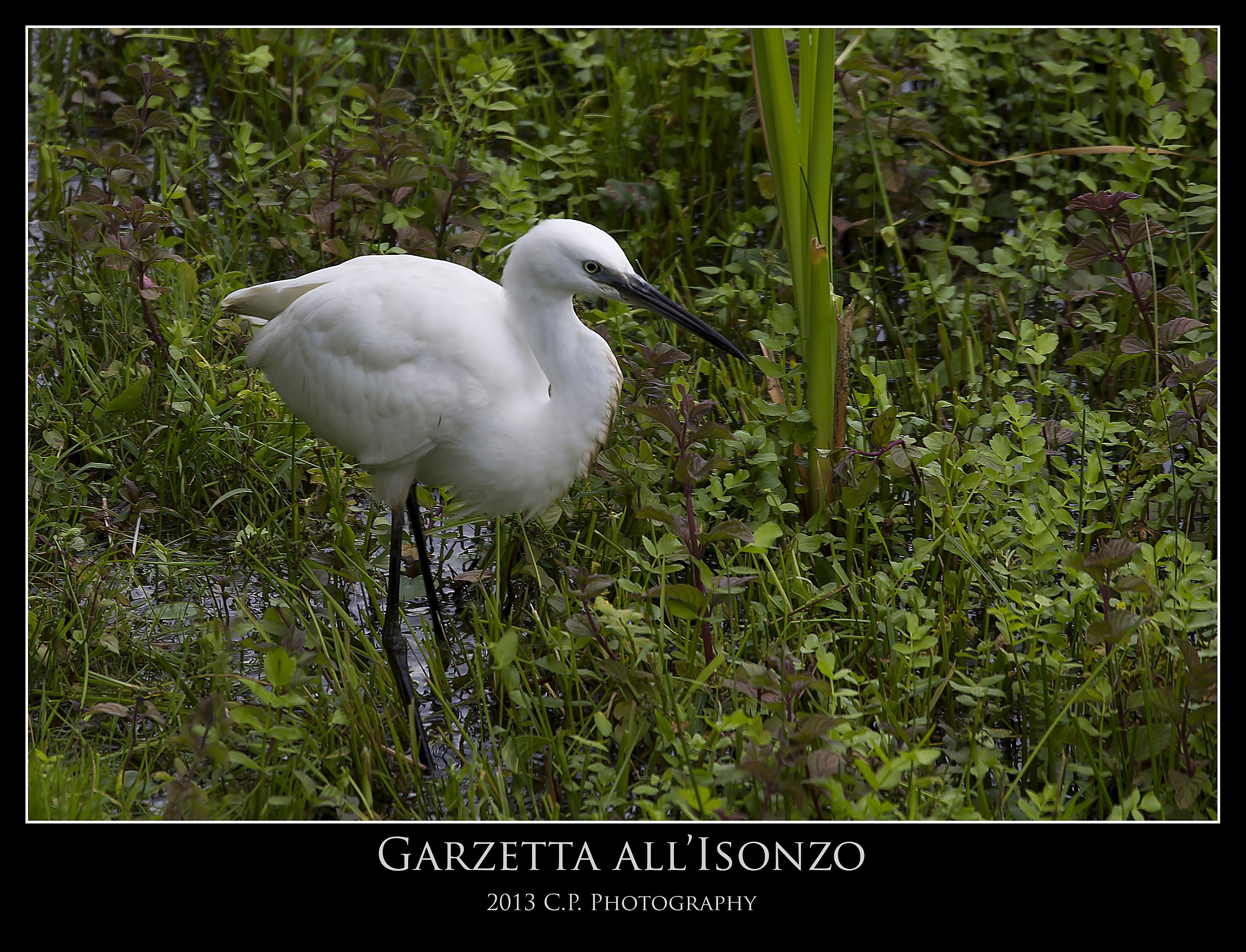 Egret stealth