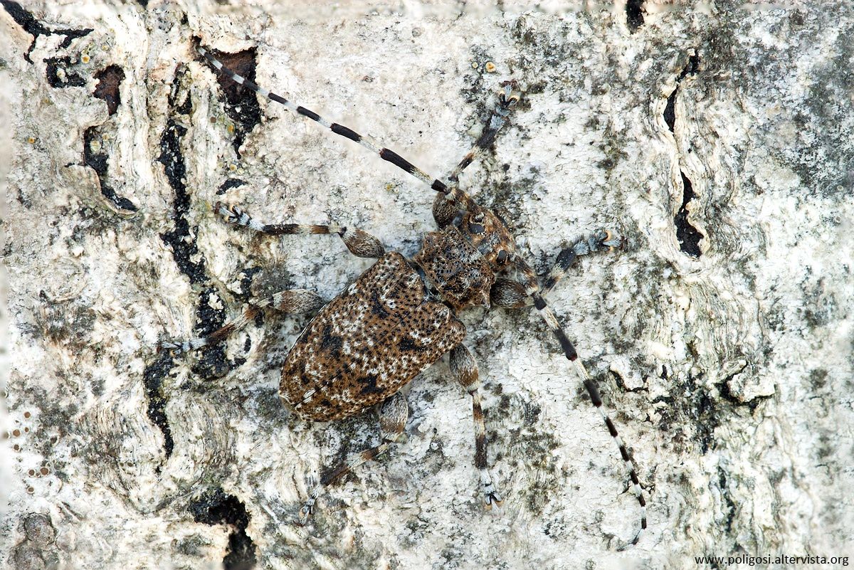 Aegomorphus clavipes