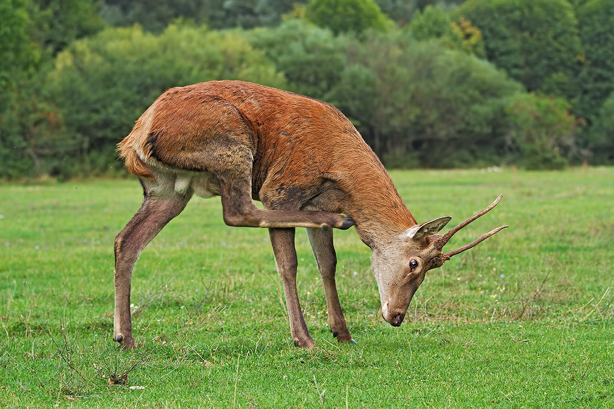 Young male deer