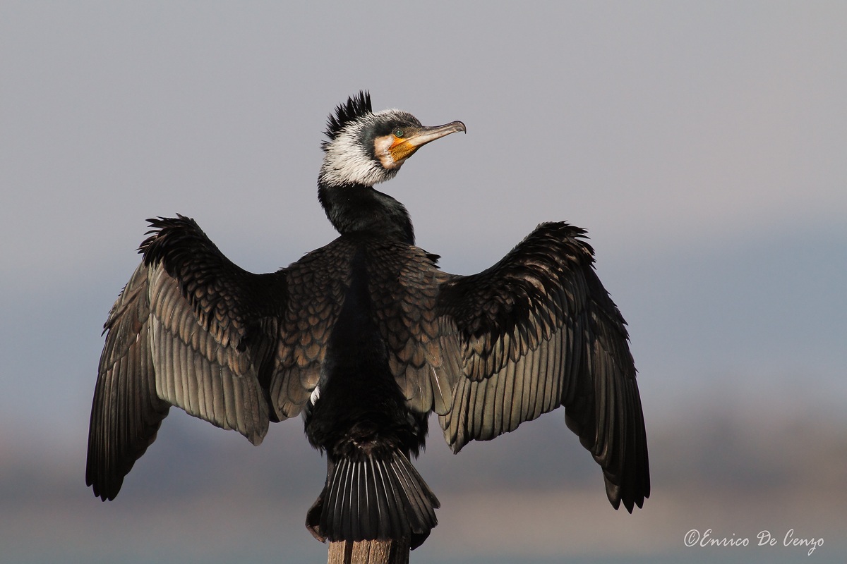 Cormorant
