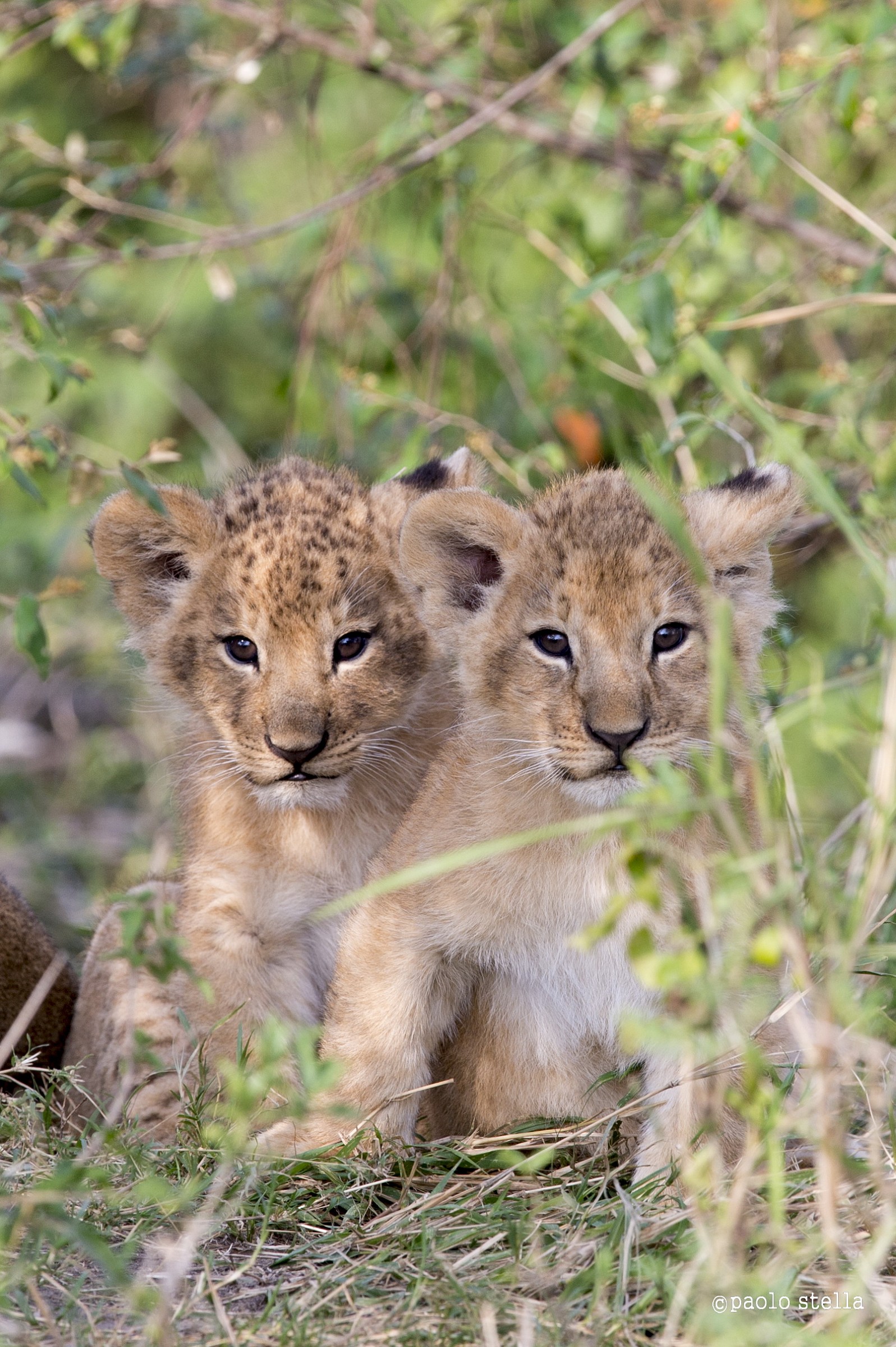 shy cubs
