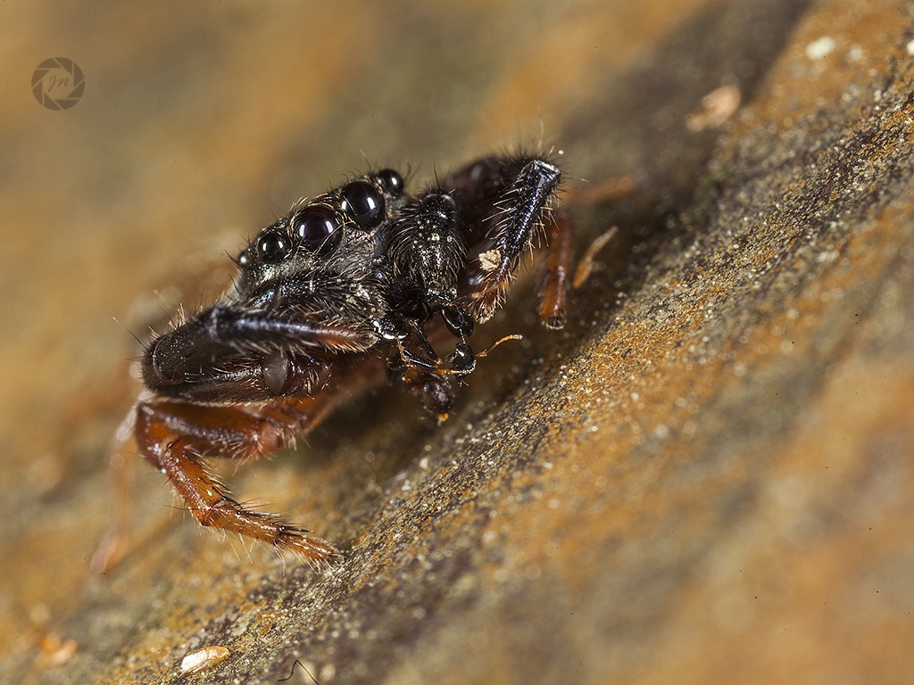 Jumping Spider