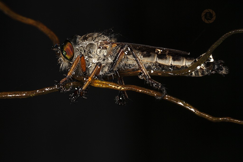Una mosca rapinatore