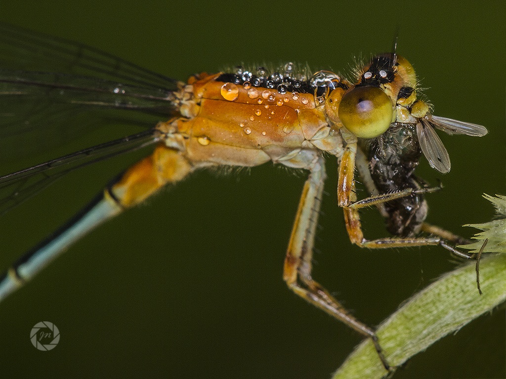 Damsel vola con prima colazione