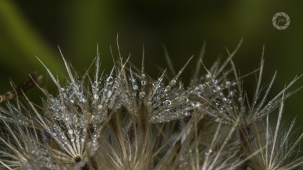 Gioielli della Natura