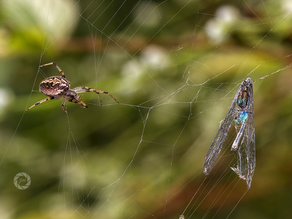 La preda e predatore