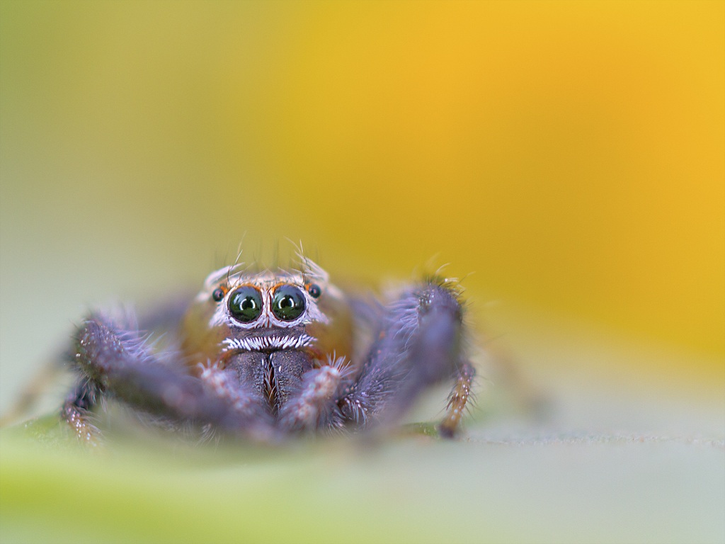 Un esperimento con uno stretto DOF