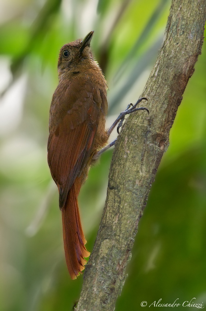 Rampichino fuligginoso