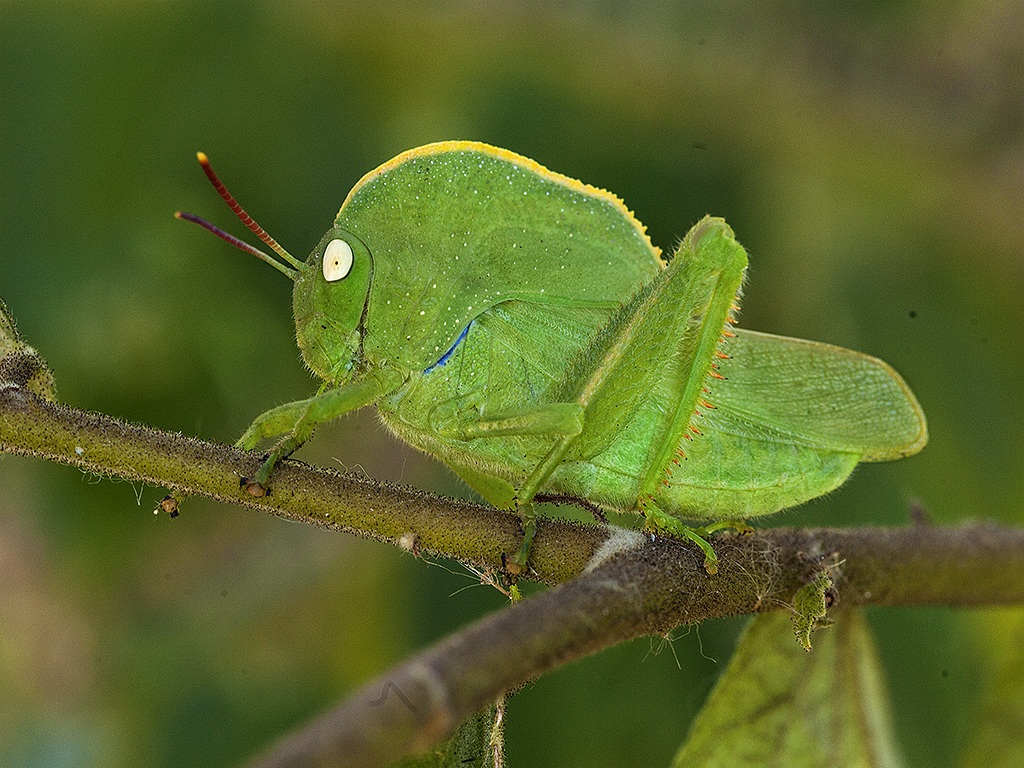 La cavalletta incappucciato