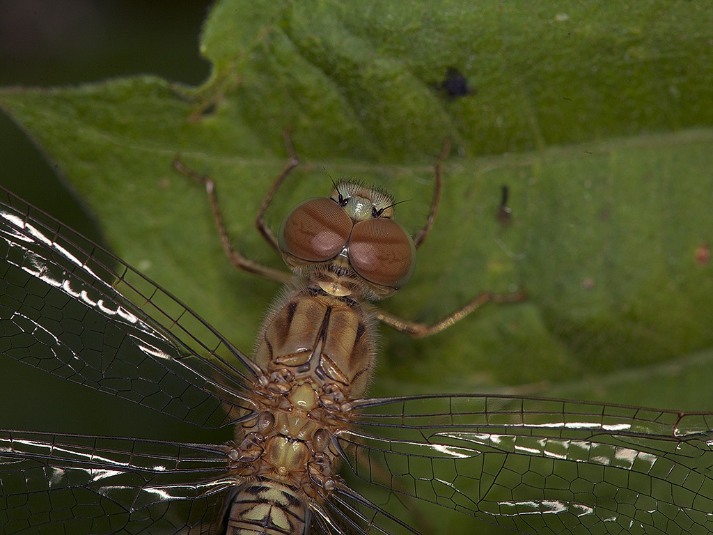 Dragon Fly vista dall'alto