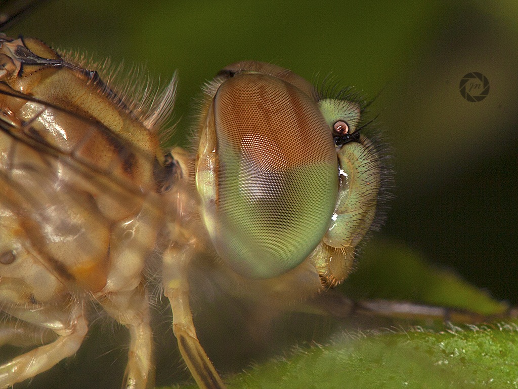 Dragon Fly vista laterale