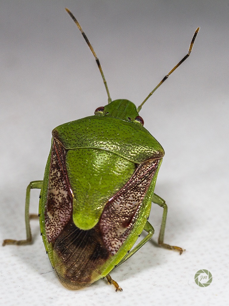 Una vista posteriore di un bug