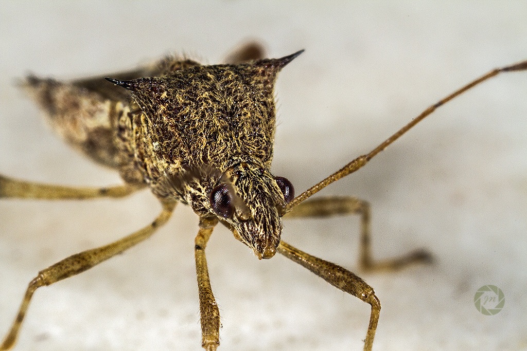 Faccia a faccia con il signor Spinoso