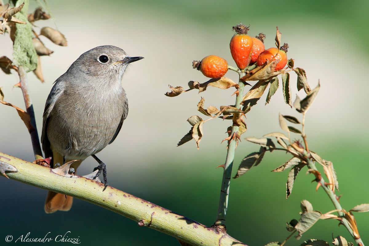A chimney sweep autumn